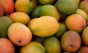 Badami Mango (Karnataka Alphonso) (Mampazham)